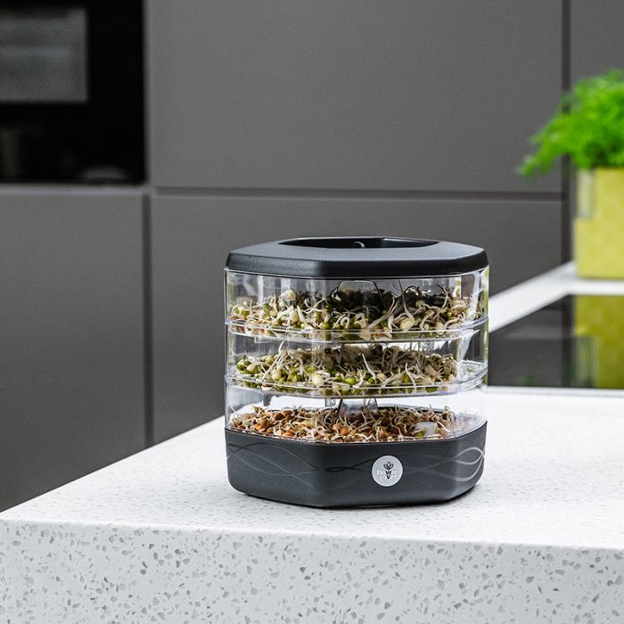 Mungo dyrk spirer og mikrogrønt derhjemme