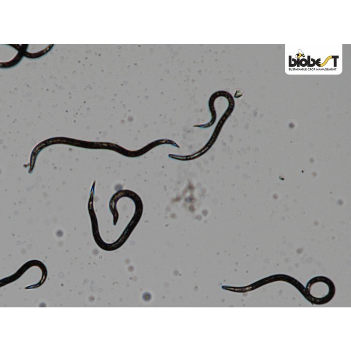 nematoder