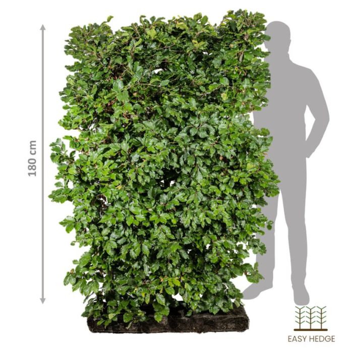 Luksus bøg (Fagus sylvatica) færdighæk