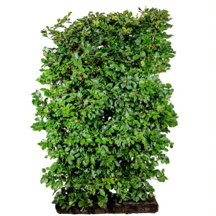 Nemhaek bøg (Fagus Sylvatica) 125 cm færdighæk