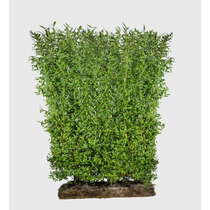 Luksus liguster færdighæk