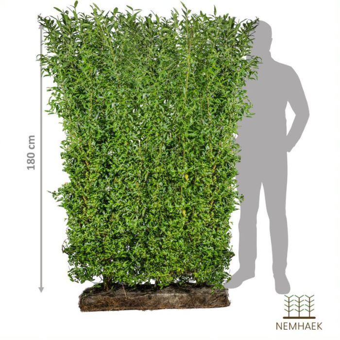 Nemhaek Liguster liga Færdighæk