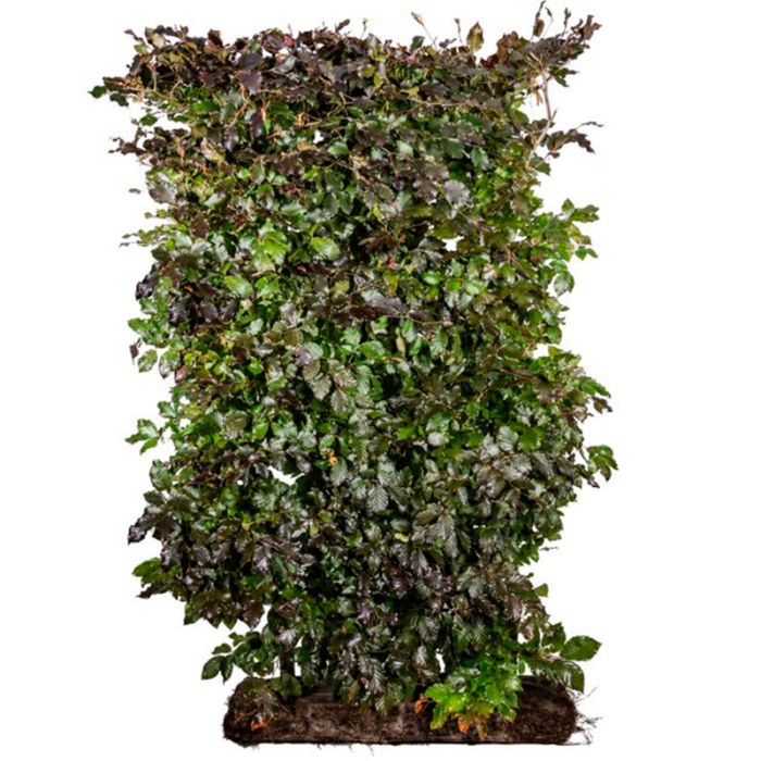 Nemhaek rødbøg (Fagus sylvatica 'atropurpurea') 150 cm færdighæk 