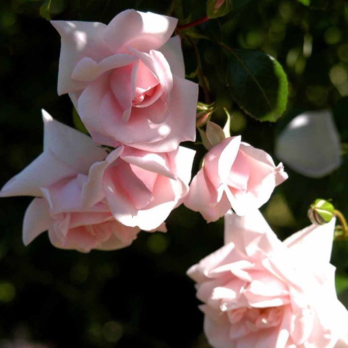 New dawn rose blomst