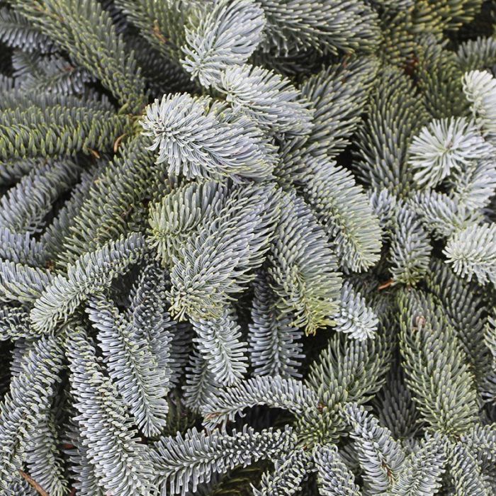 Dekorationsbundt Nobilis tæt på