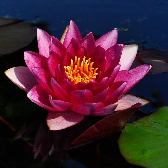 Åkande  Rene Gerald