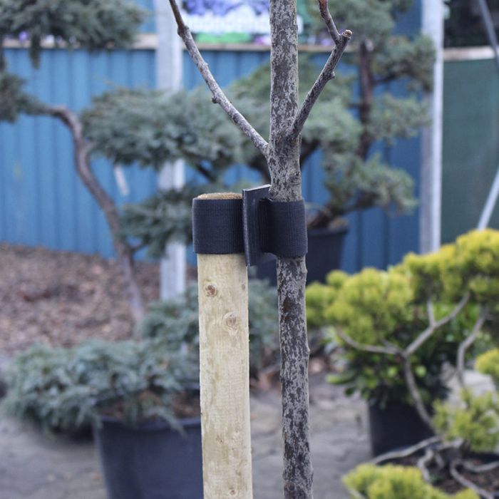 Opbindingspakke TIL TRÆER 220 CM