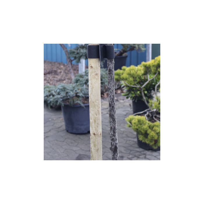 Opbindingsstolpe Ubehandlet