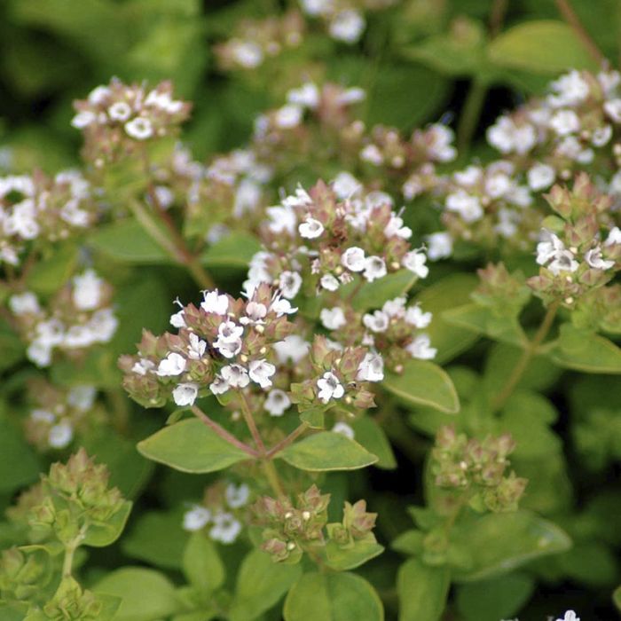 Origanum vulgare Thumble's Variety blomster