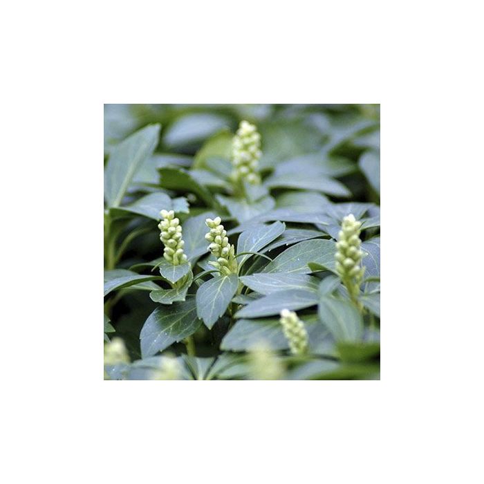 bunddækkende vinterglans pachysandra terminalis 'Green Carpet' staude flerårig