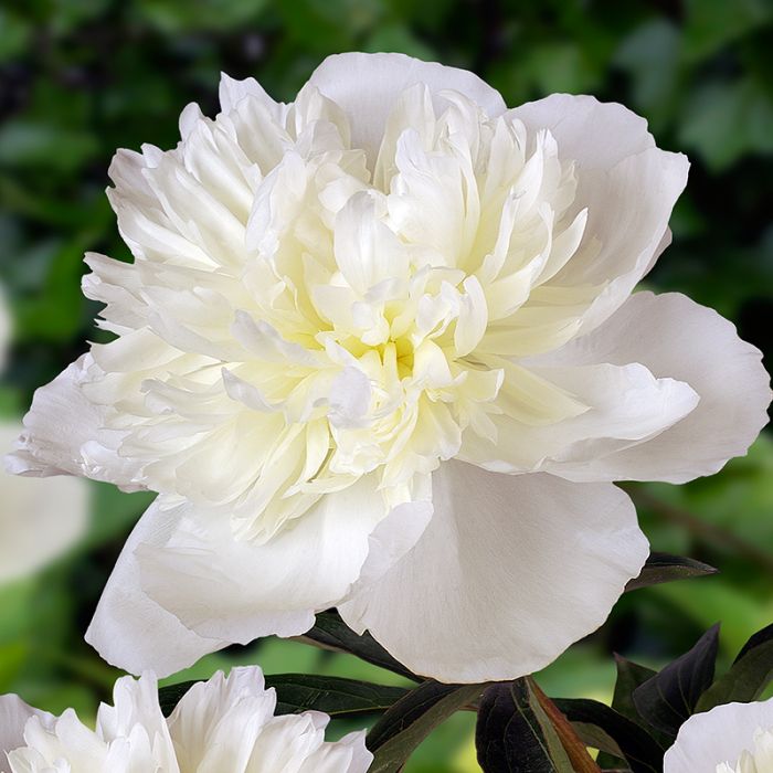 Silkepæon Duchesse de Nemours