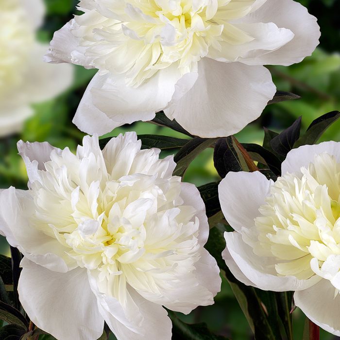 Paeonia lactiflora Duchesse de Nemours