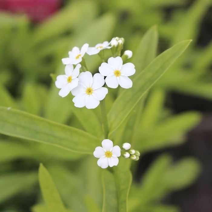 Myosotis palustris Alba