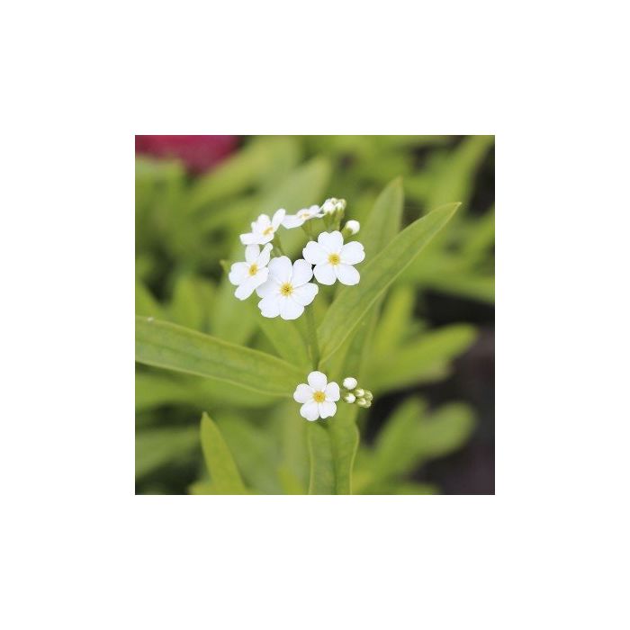 Myosotis palustris Alba