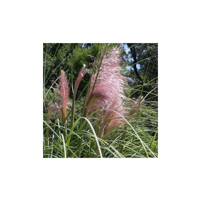 Cortaderia selloana 'Rosea'