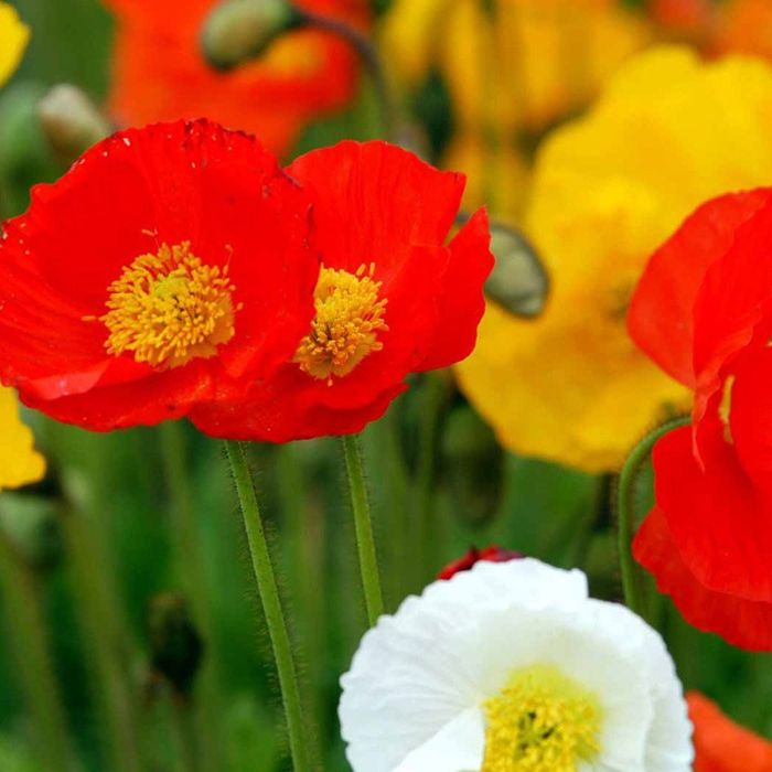 Sibirisk valmue blomst