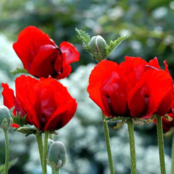 Kæmpe valmue Papaver orientale Beauty of Livermere rød