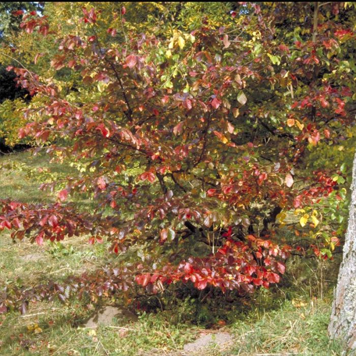 papegøjebusk Persian spire
