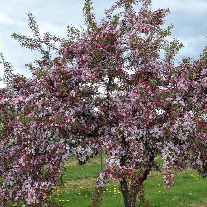 Malus floribunda