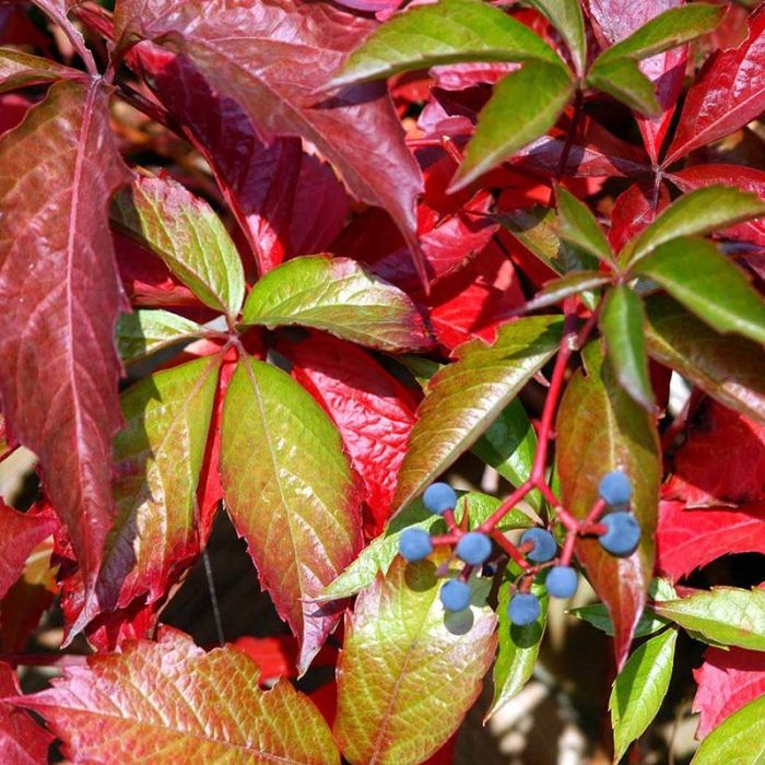 Parthenocissus q var Engelmannii