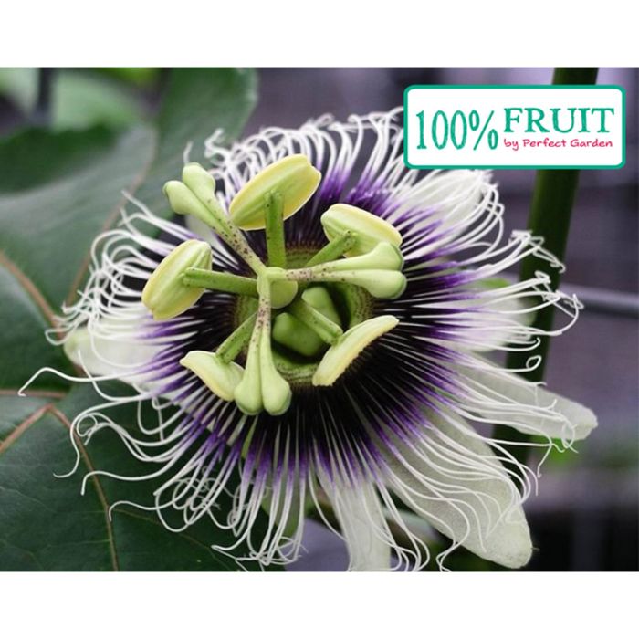 passionsfrugt blomst