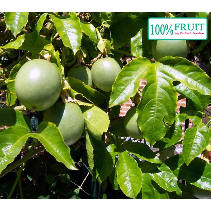Passionsfrugt træ edulis