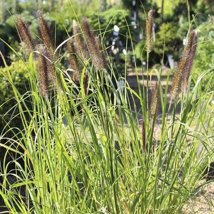 Lampepudsergræs Red head