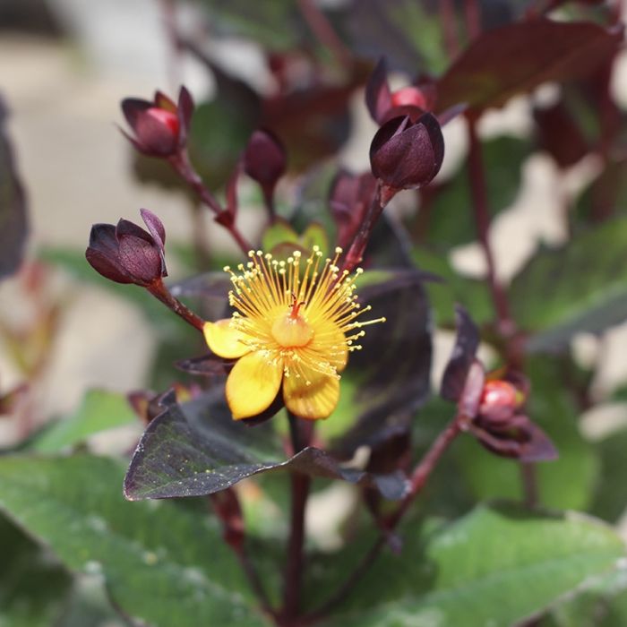 Perikon Hypericum Miracle Night blomst