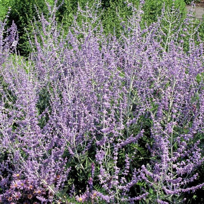 Russisk Salvie  Blue Spire 