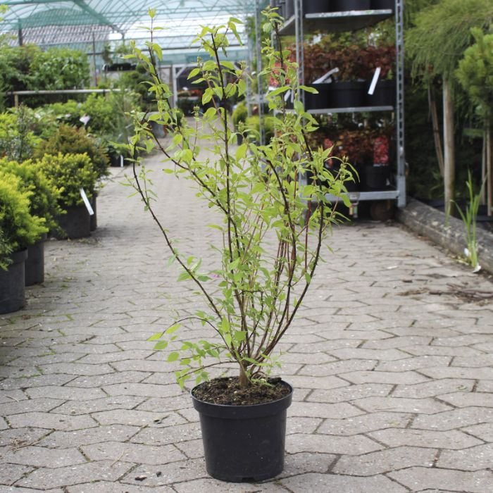 Philadelphus Polyanthus Mont Blanc