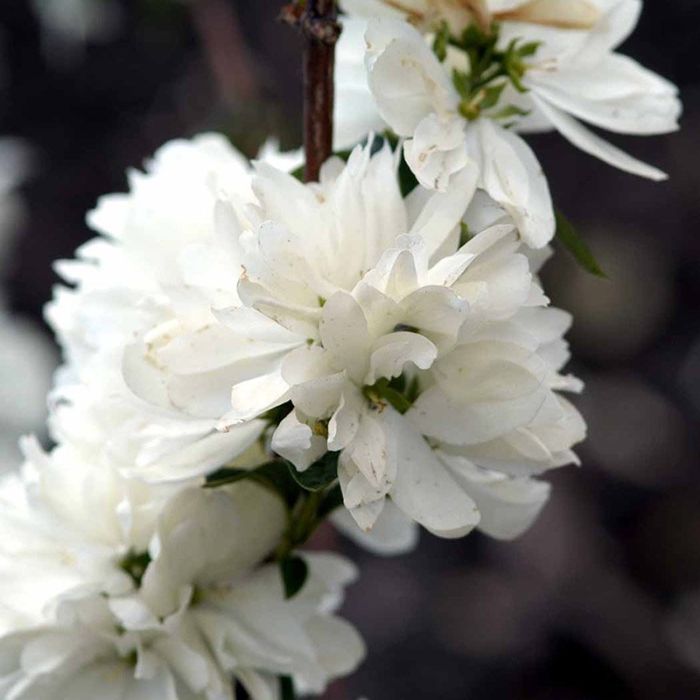 Uægte Jasmin Snowbelle