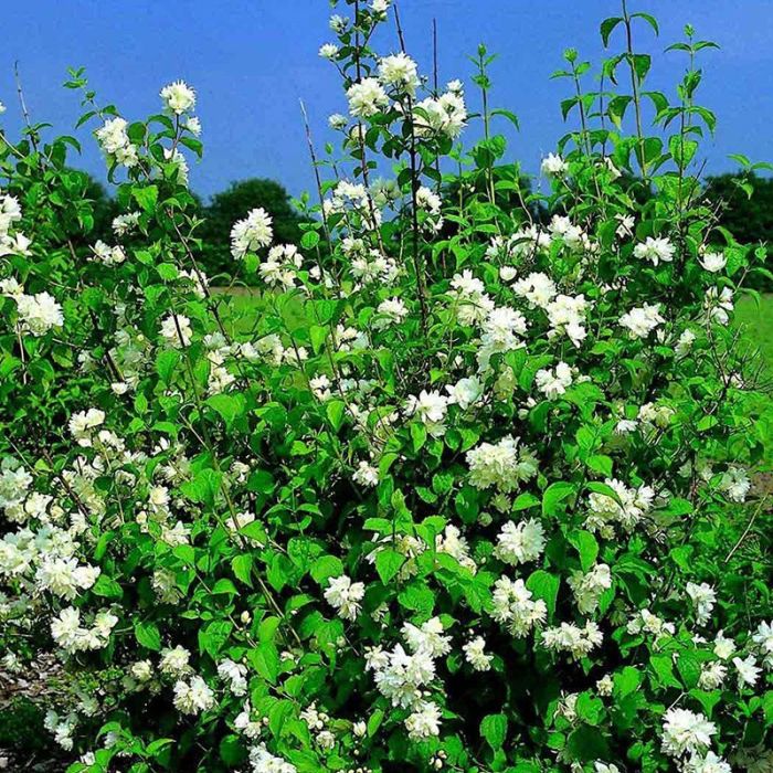 Philadelphus virginalis Schneesturm busk