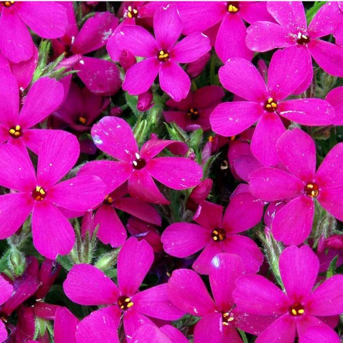 Pudefloks Phlox douglasii Crackerjack blomst