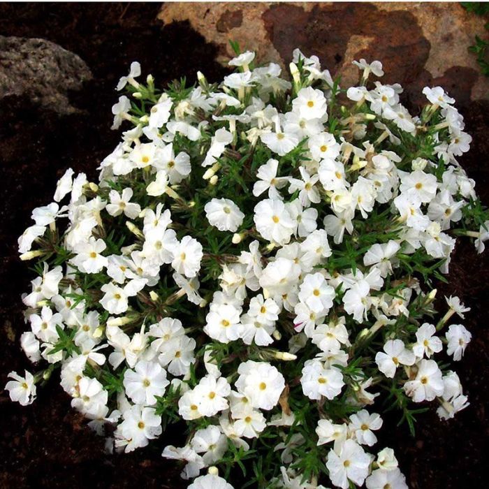 Pudefloks White Admiral