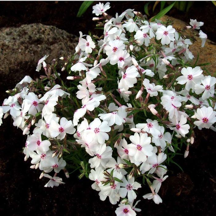 Lyngfolks Phlox subulata Amazing Grace