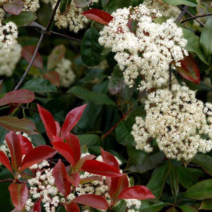 Photinia fraseri Red Robin blomst
