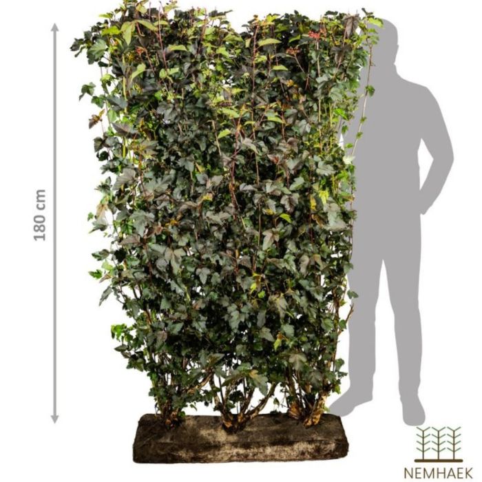 LUKSUS RØD BLÆRESPIREA (PHYSICARPUS OPULIDOLIUS 'DIABOLO') 180 CM FÆRDIGHÆK