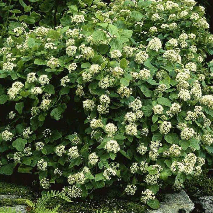 Physocarpus opulifolius hæk