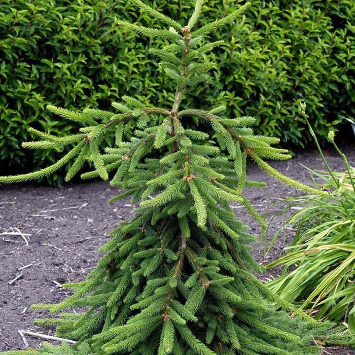 Picea abies inversa grene