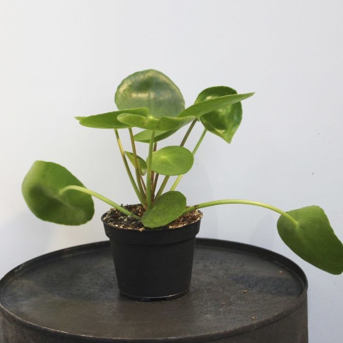 pilea