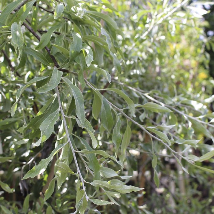 Pilebladet pære blade