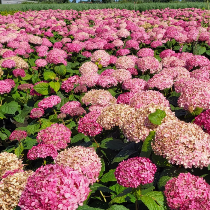 Hortensia The Pink Annabelle