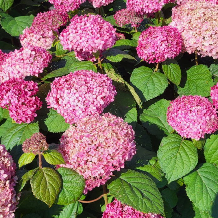 Hortensia The Pink Annabelle
