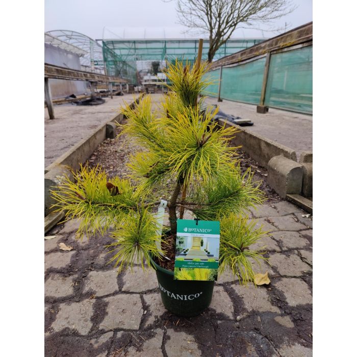 Klitfyr (Pinus contorta 'Chief Joseph') 