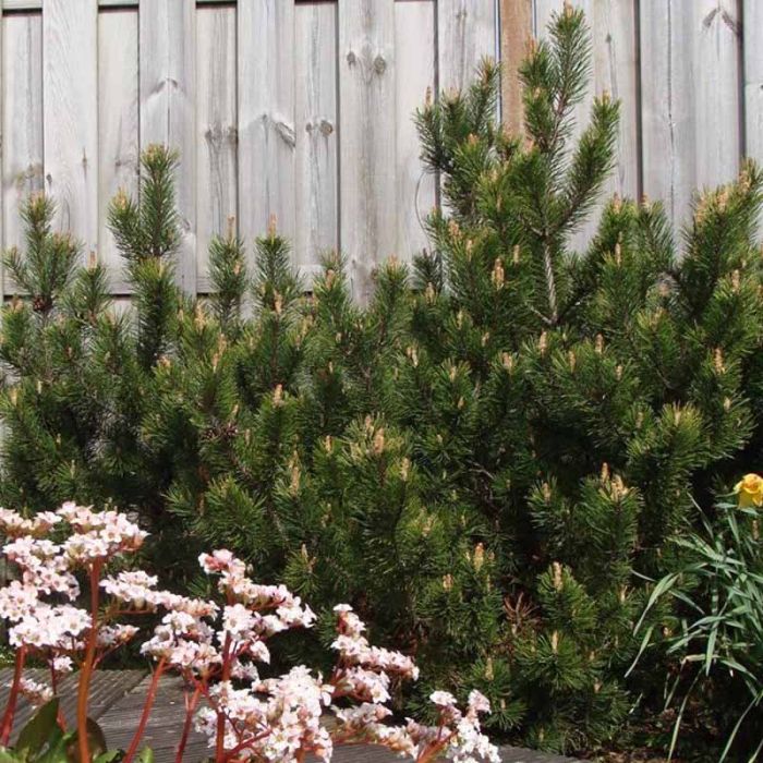 Bjergfyr Pinus mugo var Mughus