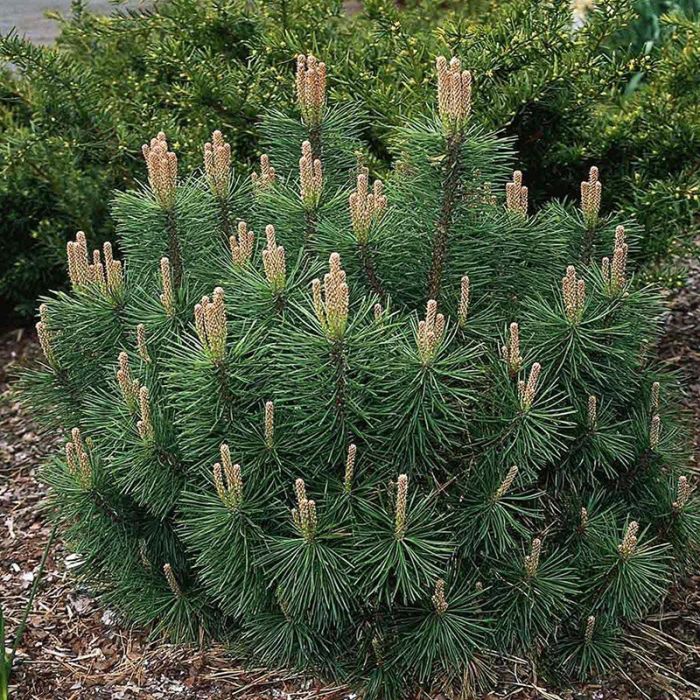 Pinus mugo