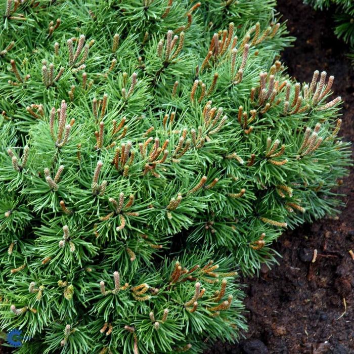 Pinus mugo