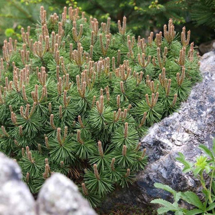 Pinus mugo 'Mops'
