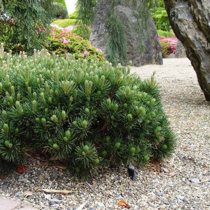 Dværgfyr Pinus mugo Pumilio