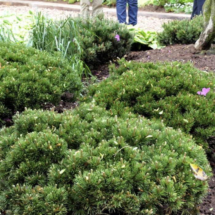 Pinus mugo var. Pumilio